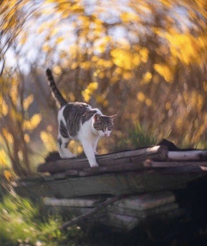 Helios 44m kmz obiettivo - helios, 2/58